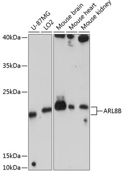ARL8B Antibody in Western Blot (WB)