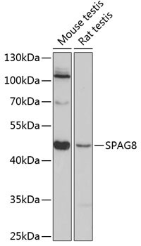 SPAG8 Antibody in Western Blot (WB)