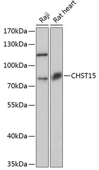 CHST15 Antibody in Western Blot (WB)