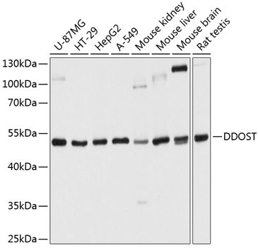 DDOST Antibody in Western Blot (WB)