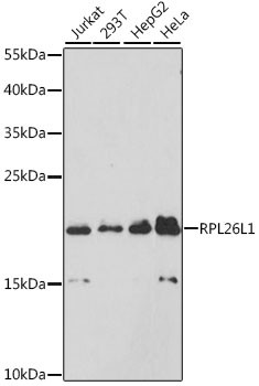 RPL26L1 Antibody in Western Blot (WB)