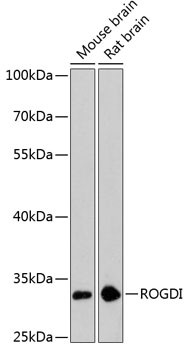 ROGDI Antibody in Western Blot (WB)