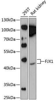 FJX1 Antibody in Western Blot (WB)