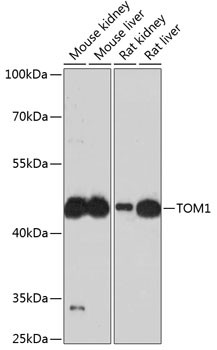 TOM1 Antibody in Western Blot (WB)
