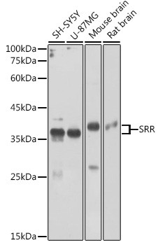 Serine racemase Antibody in Western Blot (WB)