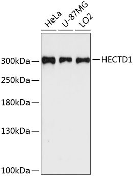 HECTD1 Antibody in Western Blot (WB)