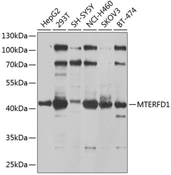 MTERFD1 Antibody in Western Blot (WB)