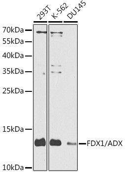 FDX1 Antibody in Western Blot (WB)