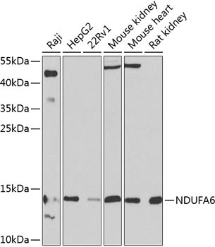 NDUFA6 Antibody in Western Blot (WB)