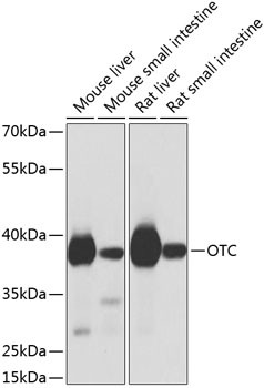 OTC Antibody in Western Blot (WB)