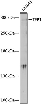 TEP1 Antibody in Western Blot (WB)