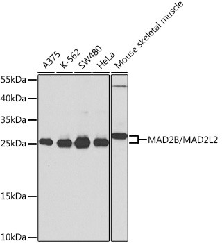 MAD2L2 Antibody in Western Blot (WB)