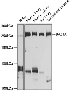 BAZ1A Antibody in Western Blot (WB)