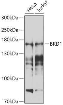 BRD1 Antibody in Western Blot (WB)