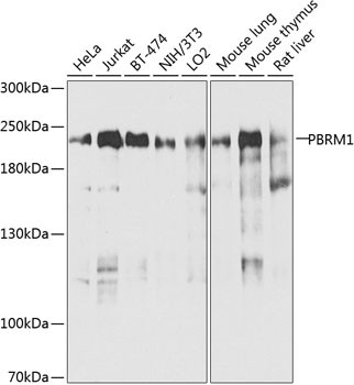 PBRM1 Antibody in Western Blot (WB)