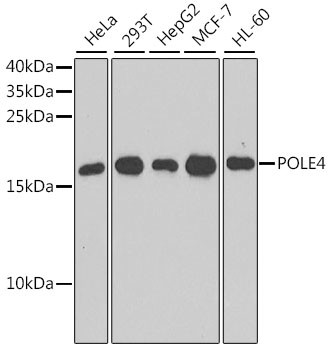 POLE4 Antibody in Western Blot (WB)