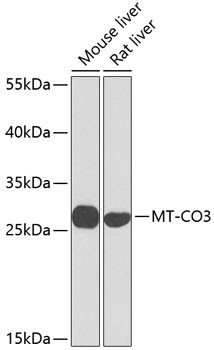 COX3 Antibody in Western Blot (WB)