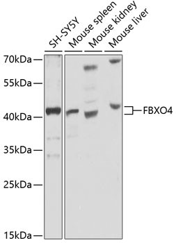 FBXO4 Antibody in Western Blot (WB)