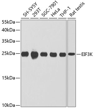 eIF3k Antibody in Western Blot (WB)