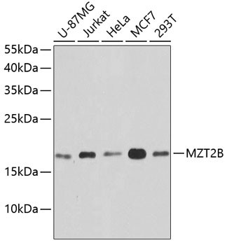 MZT2B Antibody in Western Blot (WB)