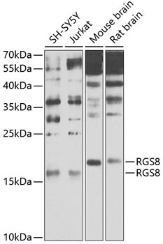 RGS8 Antibody in Western Blot (WB)