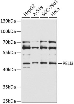 Pellino 3 Antibody in Western Blot (WB)