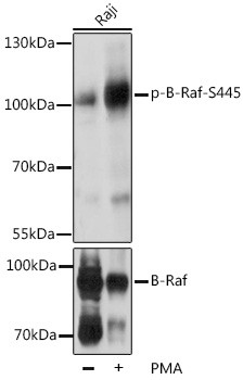 Phospho-B-Raf (Ser445) Antibody in Western Blot (WB)