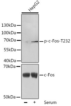 Phospho-c-Fos (Thr232) Antibody in Western Blot (WB)