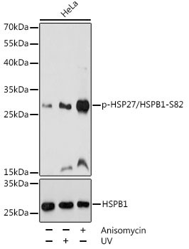 Phospho-HSP27 (Ser82) Antibody in Western Blot (WB)