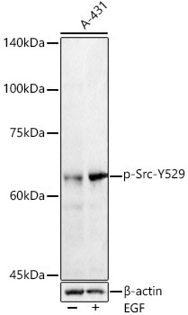 Phospho-SRC (Tyr529) Antibody in Western Blot (WB)