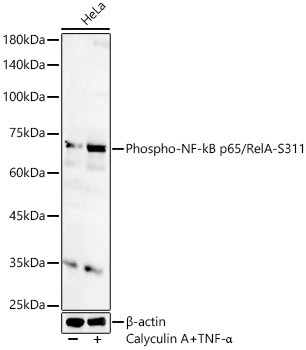 Phospho-NFkB p65 (Ser311) Antibody in Western Blot (WB)