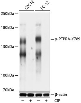 Phospho-PTPRA (Tyr789) Antibody in Western Blot (WB)
