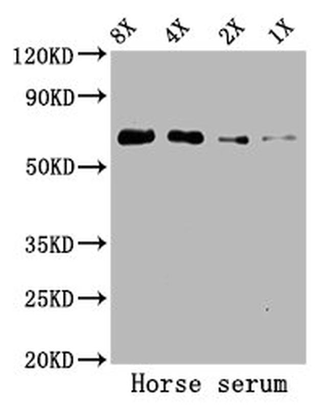 Horse Serum Albumin Antibody in Western Blot (WB)