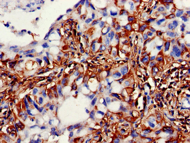 SBCAD Antibody in Immunohistochemistry (Paraffin) (IHC (P))