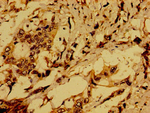ACTR1A Antibody in Immunohistochemistry (Paraffin) (IHC (P))