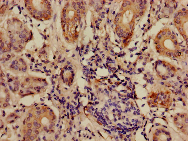 ANGPTL7 Antibody in Immunohistochemistry (Paraffin) (IHC (P))