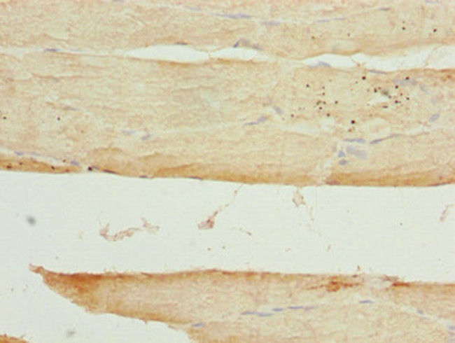 Arylsulfatase G Antibody in Immunohistochemistry (Paraffin) (IHC (P))