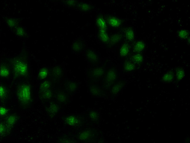MST3 Antibody in Immunocytochemistry (ICC/IF)
