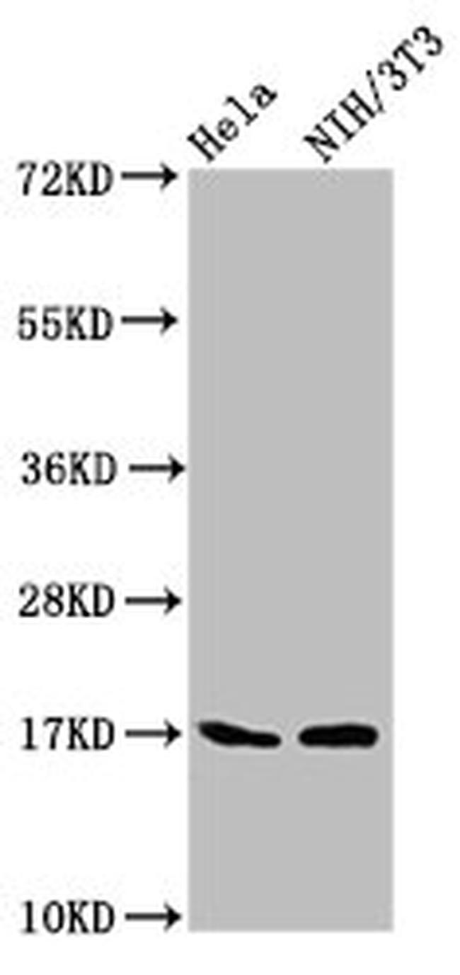 Survivin Antibody in Western Blot (WB)