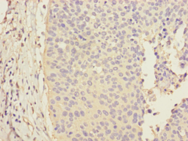 CALML3 Antibody in Immunohistochemistry (Paraffin) (IHC (P))