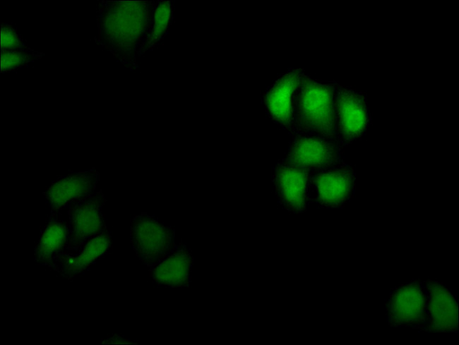 Cyclin D3 Antibody in Immunocytochemistry (ICC/IF)