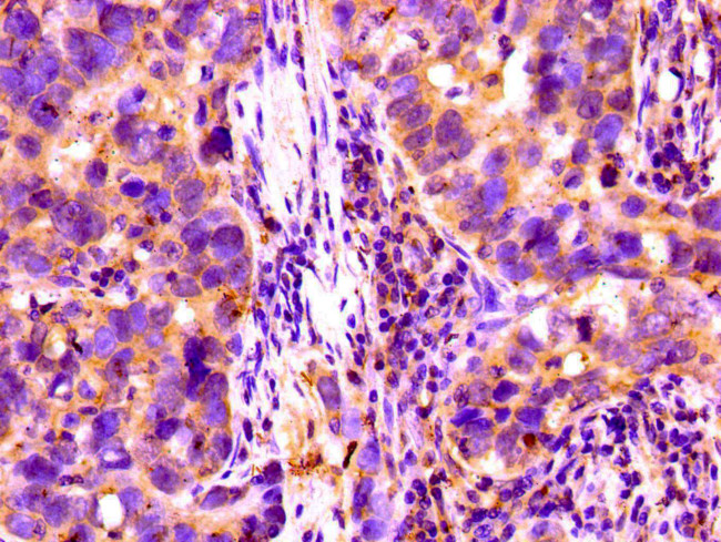 Complement Factor I Antibody in Immunohistochemistry (Paraffin) (IHC (P))