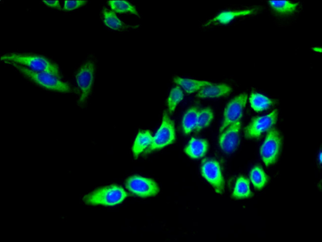 Claudin 20 Antibody in Immunocytochemistry (ICC/IF)