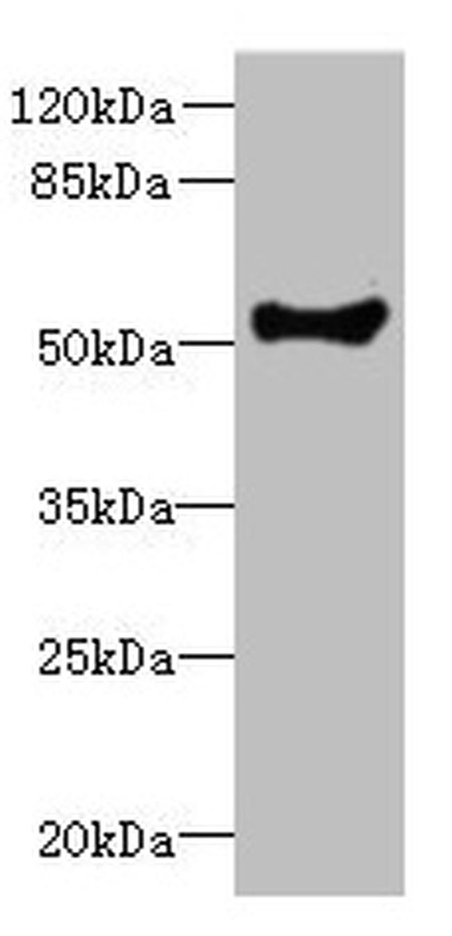COCH Antibody in Western Blot (WB)