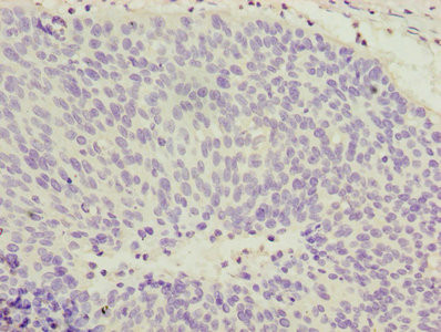 COPZ1 Antibody in Immunohistochemistry (Paraffin) (IHC (P))