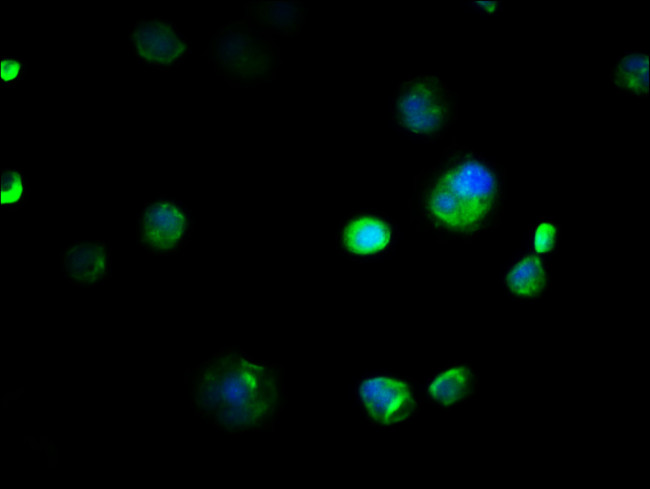 COX4NB Antibody in Immunocytochemistry (ICC/IF)