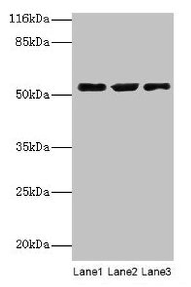 CRNN Antibody in Western Blot (WB)