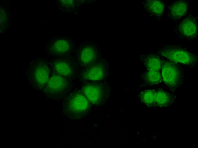 CUG-BP2 Antibody in Immunocytochemistry (ICC/IF)