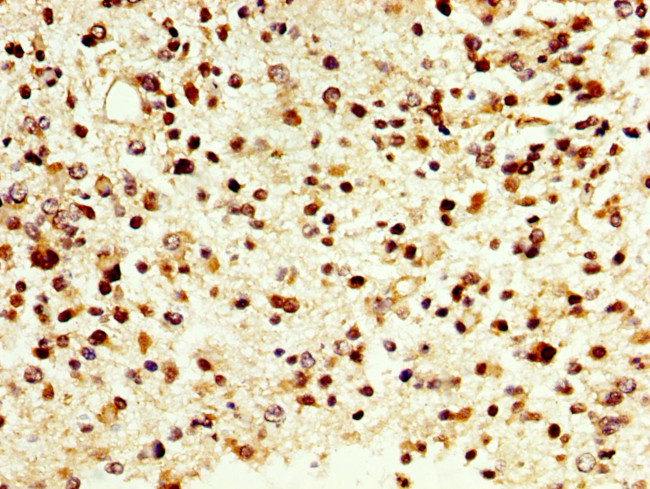 DAO Antibody in Immunohistochemistry (Paraffin) (IHC (P))