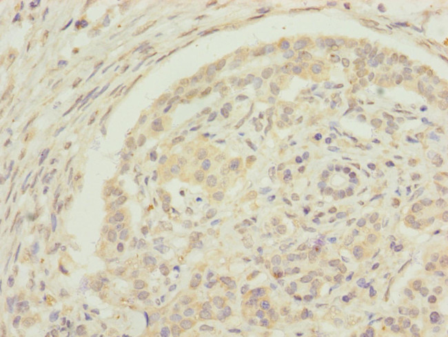 EDIL3 Antibody in Immunohistochemistry (Paraffin) (IHC (P))